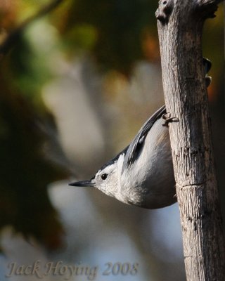 Nuthatch in the Morning Sun
