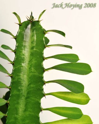 New Euphorbia Growth