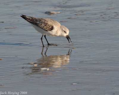 Shorebird 2