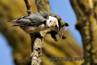 Nuthatch high in a tree