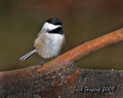 Chickadee near the feeder