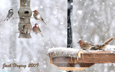 Busy Day at the Bird Feeder