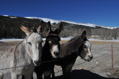 Donkeys looking for a handout
