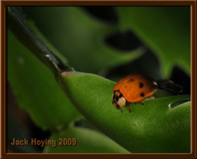 First Ladybug of the Year
