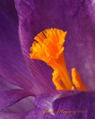 A Crocus to Welcome Spring