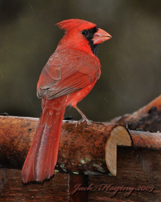 Cardinal in the Rain