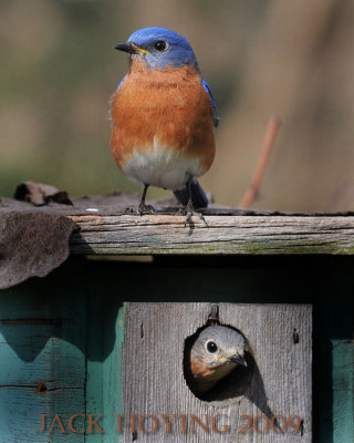 Nesting Eastern Bluebirds