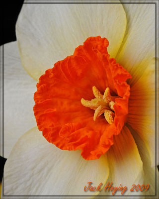 Barrett Browning Daffodil