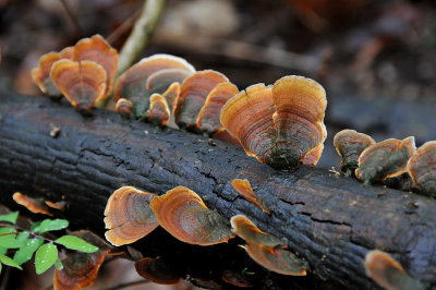 Turkey Tail Fungus