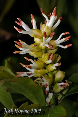 Pachysandra Bloom