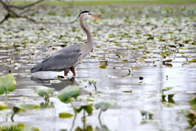 Blue Heron hunting in the lillypads