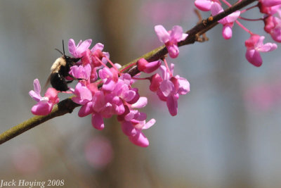 Bee on a Red Bud tree