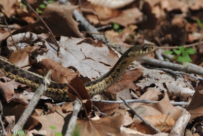 A snake along the trail