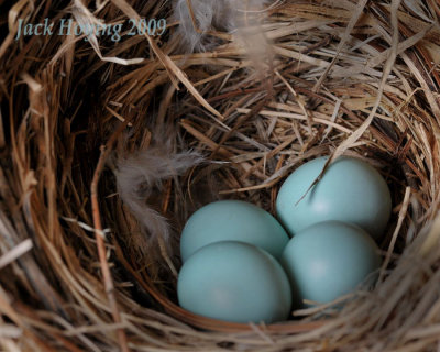Bluebird Eggs