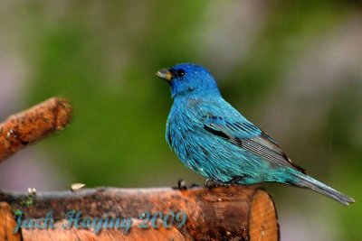 Indigo Bunting