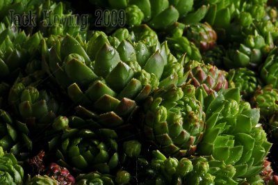 Hen & Chicks Variety