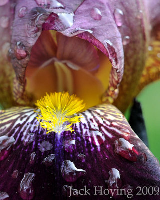 Iris 1