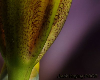 Iris Detail