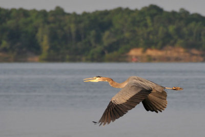 Blue Heron taking off