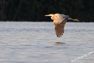 Blue Heron on the surface