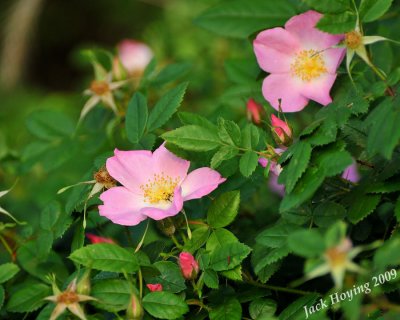 Wild roses on the edge of the lake