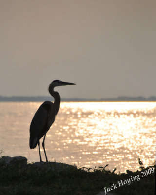 Heron at sunset