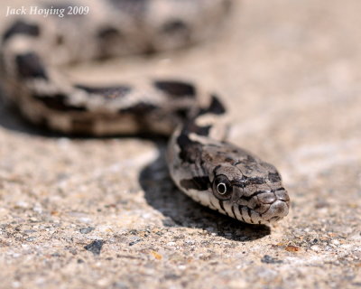 Baby Black Rat Snake