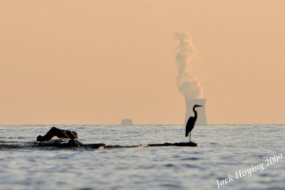 Nuclear Powered Blue Heron