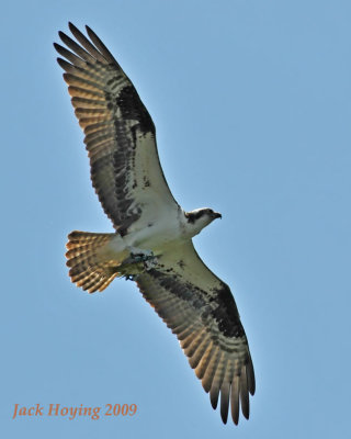 Osprey with Smallmouth Bass