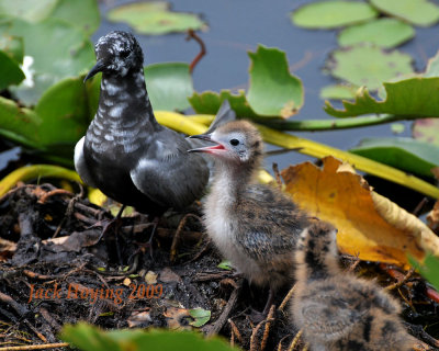 Black Tern Family