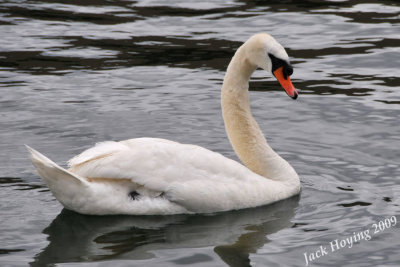 Swan in the harbor