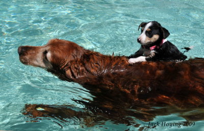 Stukie & Sparkie Swimming