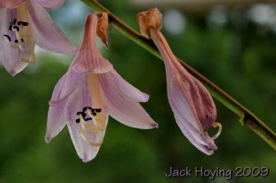 Hosta Blooms