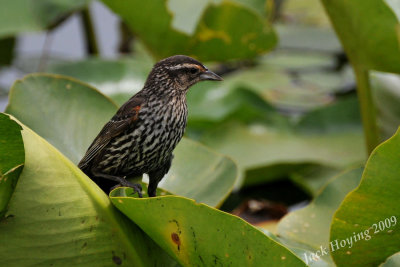 Young Red-Winged Blackbird