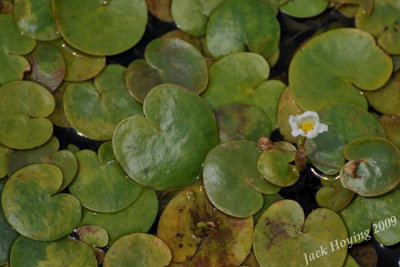 Tiny (about 1) lily pads