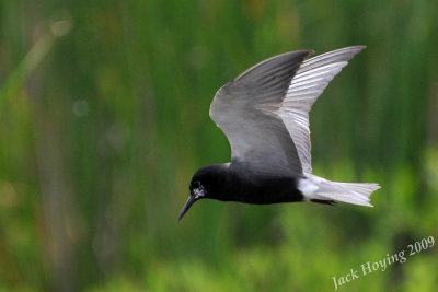 Black Tern 1