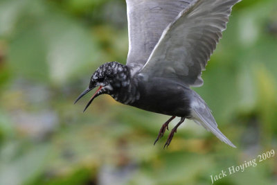 Black Tern 5