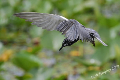 Black Tern 6