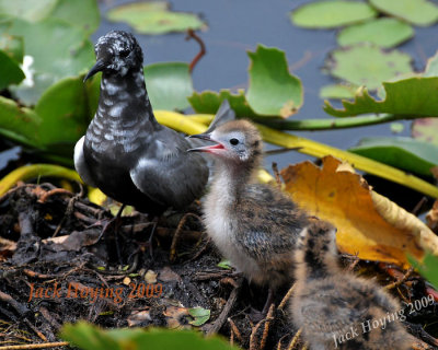 Black Tern with chicks 4