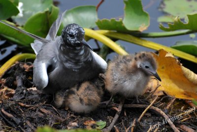Black Tern with chicks 5