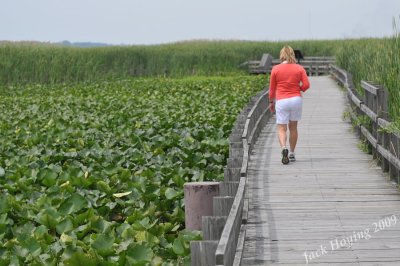 Boardwalk view