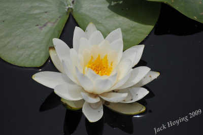 Lily Pad Bloom