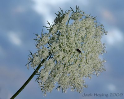 Queen Anne's Lace (Wild Carrot)