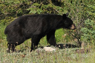 Black Bear along the Icefields Parkway, Jasper National Park, Alberta, Canada