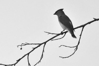Cedar Waxwing at lakes edge