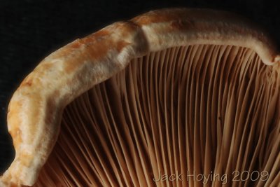 g1/20/491620/3/115815918.y4bEmspa.jpg