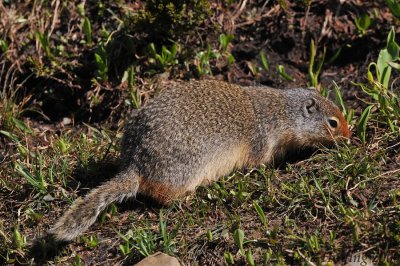 Columbia Ground Squirrel
