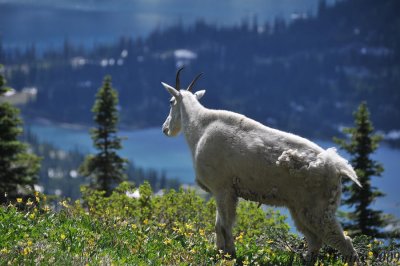 Mountain Goat looking over the lake