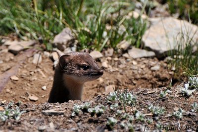 Short tailed weasel peaking from it's hole