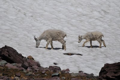 Mountain Goats on the snow